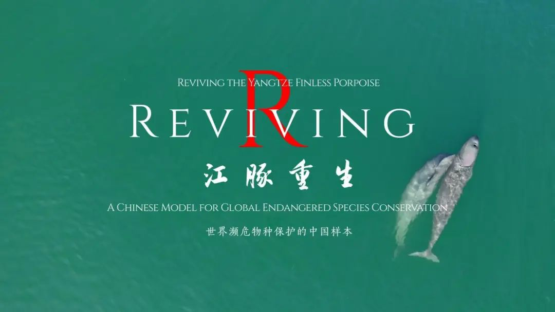 La Radio y Televisión de Hubei lanza un documental sobre el Delfín sin aleta del Yangtsé