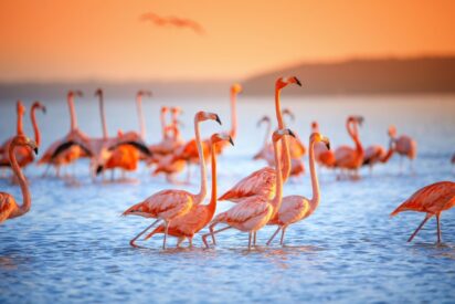 Flamencos