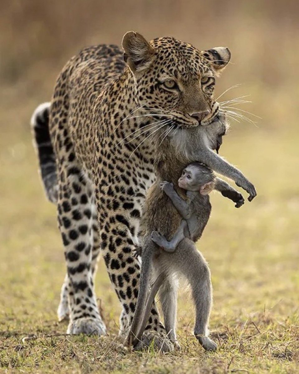El leopardo merienda mona, con cría incluida