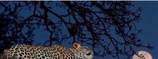 El leopardo con su presa