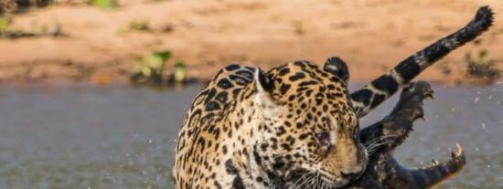 Leopardo contra cocodrilo