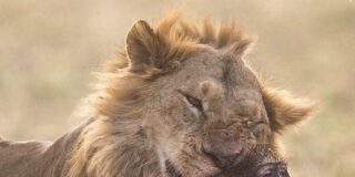 León merendando mono