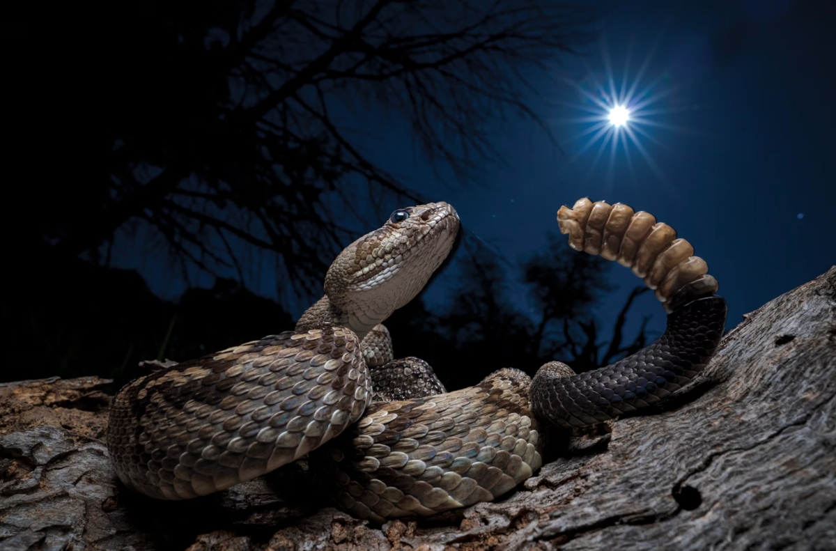 Serpiente de cascabel