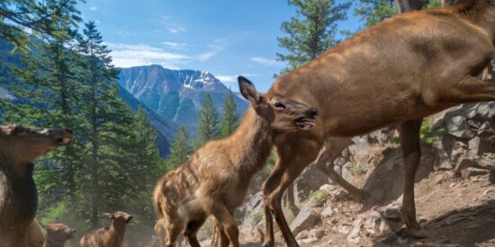 Crías de alce en Yellowstone
