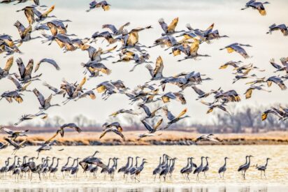 Bandada de cigüeñas