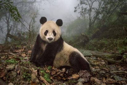 Pronóstico del Tiempo: España se enfrenta a un miércoles de aire polar y primeras nevadas este 19 de noviembre de 2025