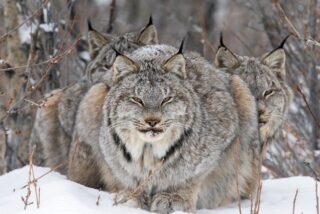 El lince y su familia