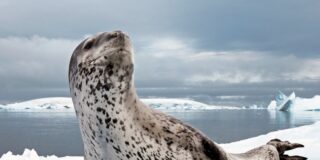 Foca leopardo