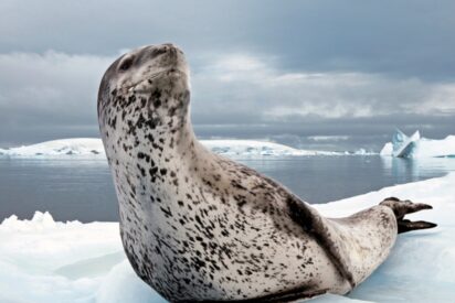 Foca leopardo