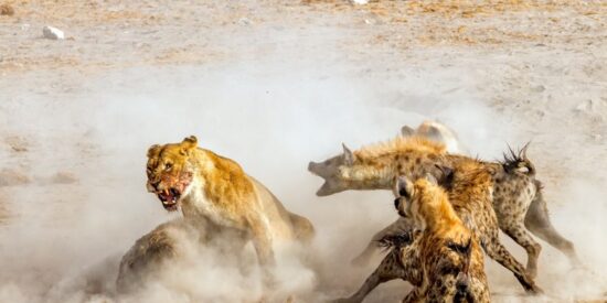 La leona contra las hienas