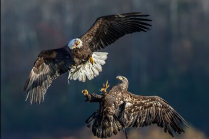 Pelea entre un águila joven y una adulta