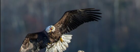 Pelea entre un águila joven y una adulta