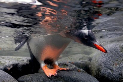 Pingüino Gentoo