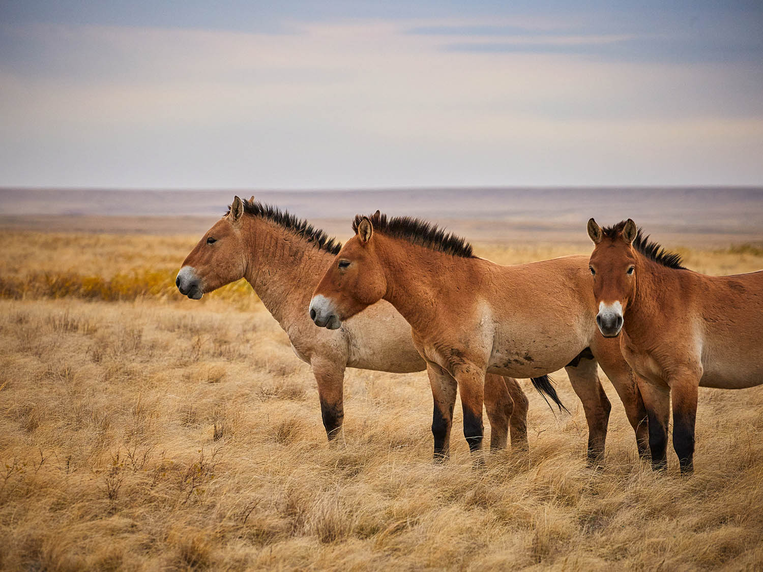 Caballos Przewalski