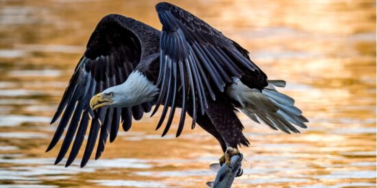 El águila calva caza un pez