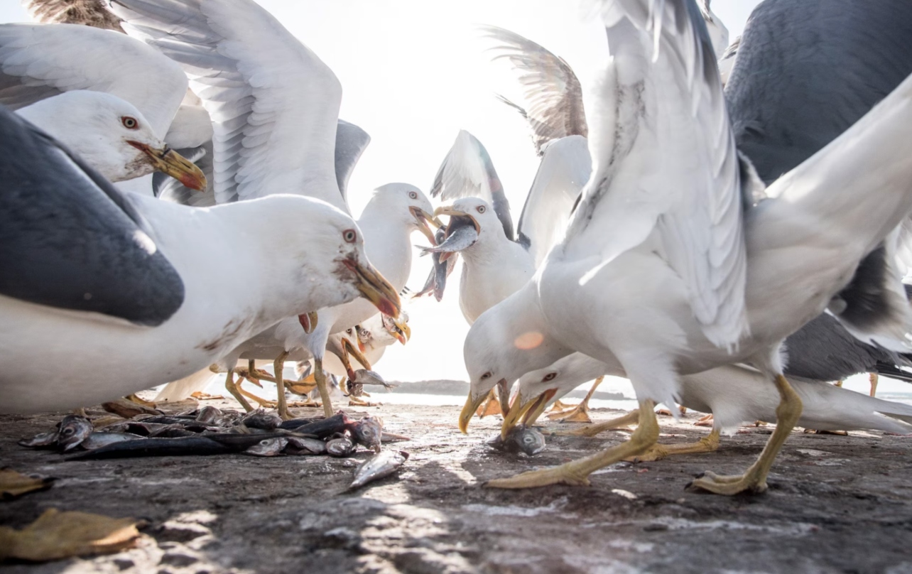 El banquete de las gaviotas