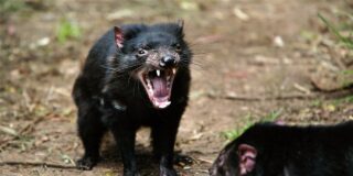 El demonio de Tasmania