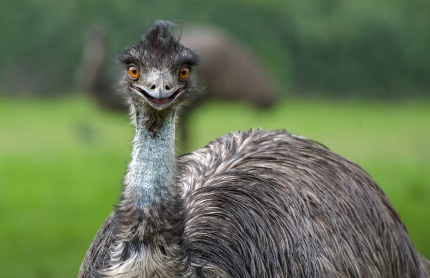 El emu