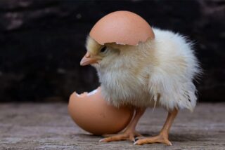 La cesta de la compra ahoga a los espa&ntilde;oles en v&iacute;speras de Navidad: los huevos suben un 30% y la carne de vacuno un 18%