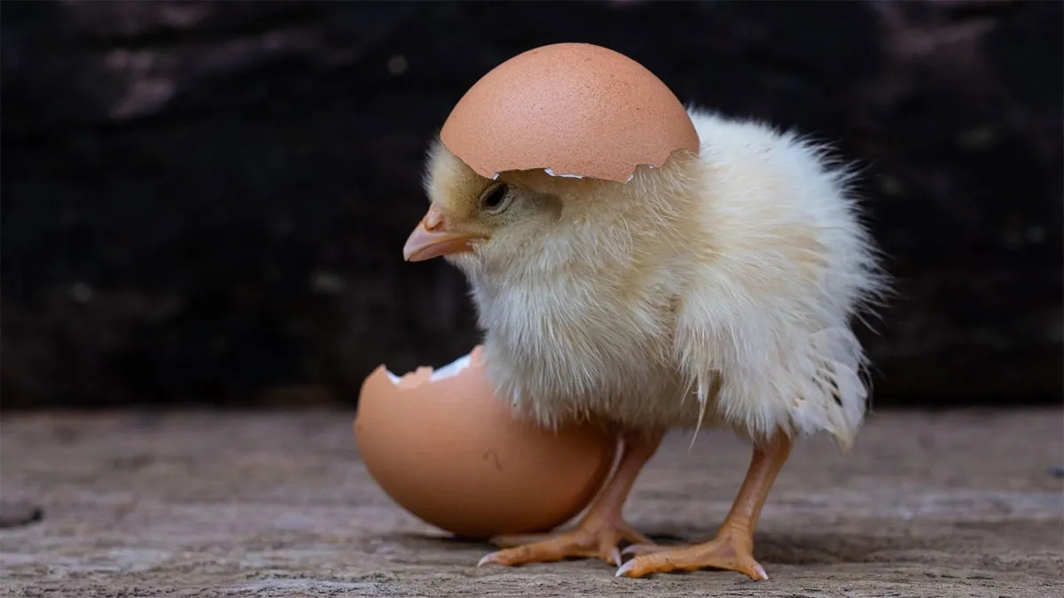 La cesta de la compra ahoga a los espa&ntilde;oles en v&iacute;speras de Navidad: los huevos suben un 30% y la carne de vacuno un 18%