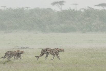 La familia guepardo bajo la lluvia