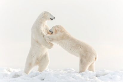 Pelea de osos polares