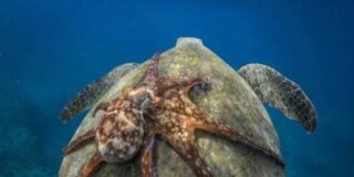 Pulpo viajando encima de una tortuga marina