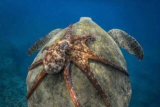 Pulpo viajando encima de una tortuga marina