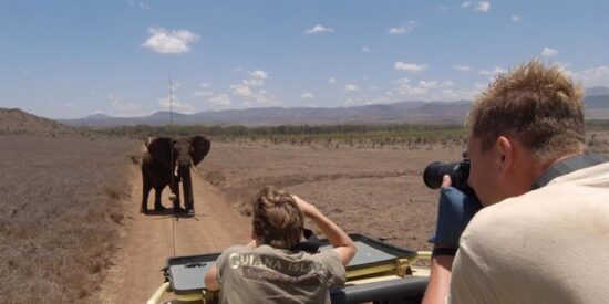 Abejas y elefantes: la alianza inesperada que est&aacute; salvando vidas