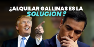 Locura en USA: Alquilan gallinas por el precio de los huevos!!