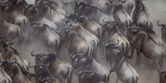 El ñu azul, el rey del Parque Nacional del Serengeti