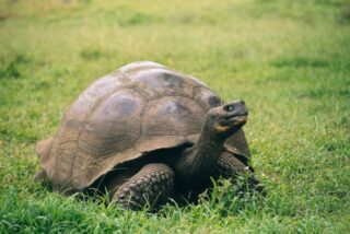 Una tortuga centenaria en peligro de extinci&oacute;n da a luz por primera vez