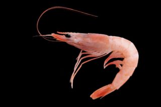 Gambas sindicales y liberados comegambas