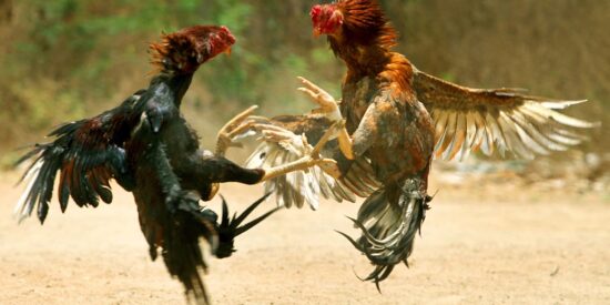 Pelea de gallos