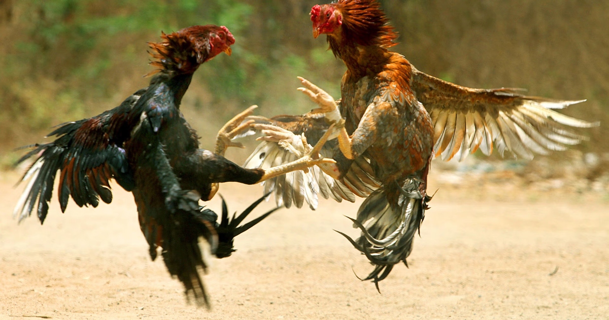 Pelea de gallos