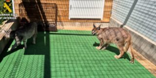 La Guardia Civil atrapa a la pareja de rusos que controlaba desde Mallorca tráfico mundial de felinos exóticos
