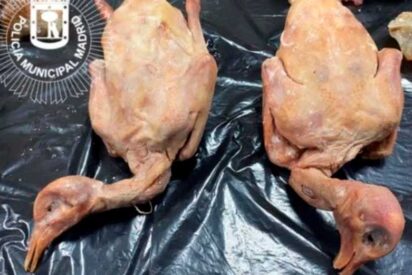 Cierran la "Cocina de los horrores china": Vend&iacute;an comida podrida y palomas servidas como 'pato laqueado'
