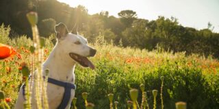 Pronóstico del Tiempo: Sol y Temperaturas en Ascenso este 24 de abril de 2025