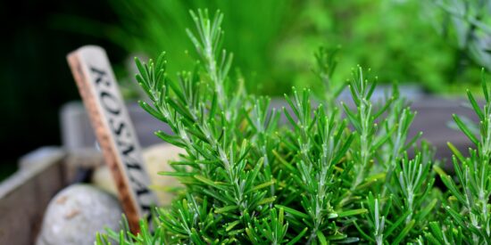 Las virtudes del romero: una planta milagrosa que arregla casi todo y hasta mejora la circulación y alivia varices