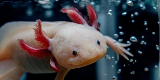 El ajolote mexicano (Ambystoma mexicanum).