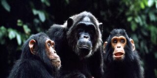 Chimpancés