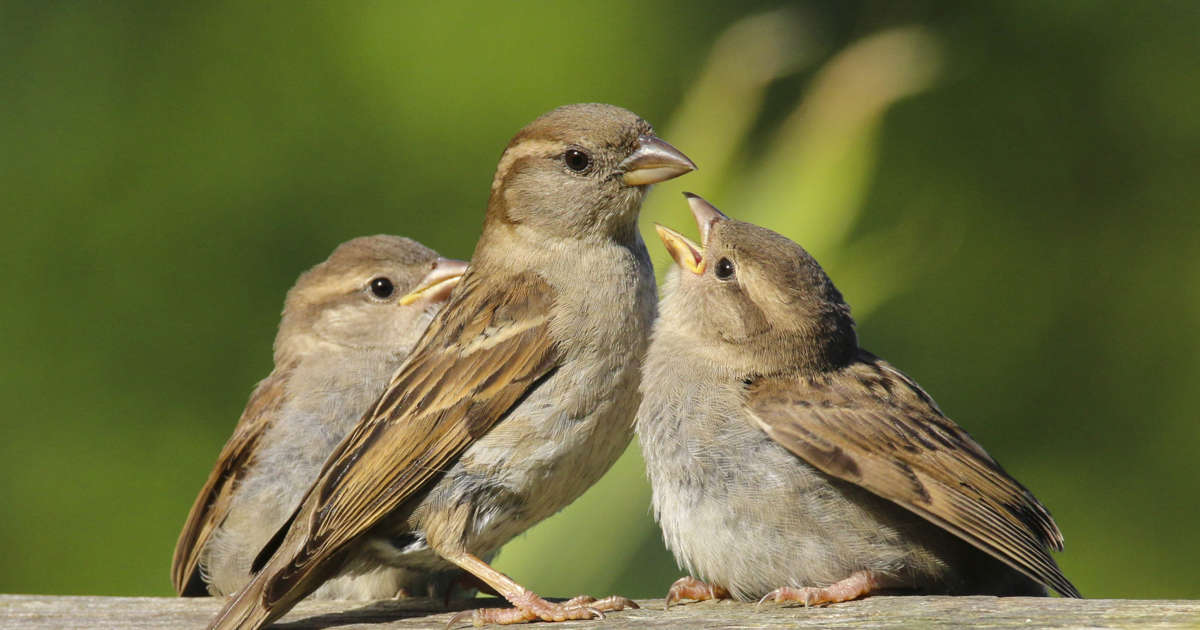 El gorri&oacute;n y los gorriones