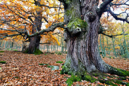 El bosque de castaños