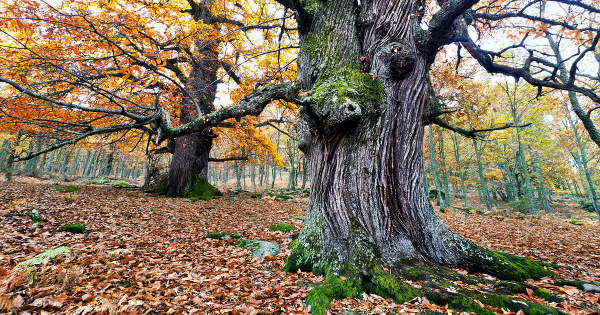 El bosque de casta&ntilde;os