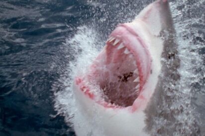 Tibur&oacute;n Blanco