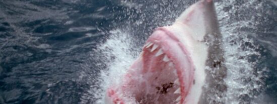 Tibur&oacute;n Blanco