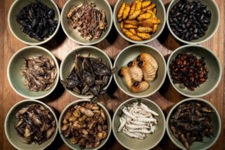 Un men&uacute; de insectos