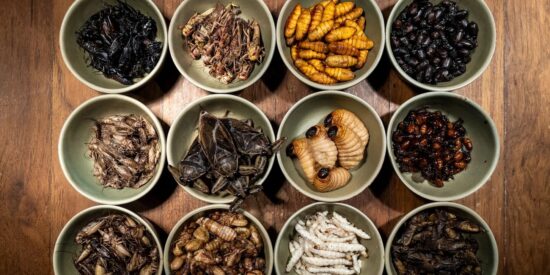 Un menú de insectos