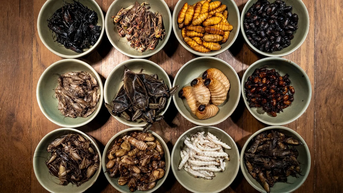 Un menú de insectos