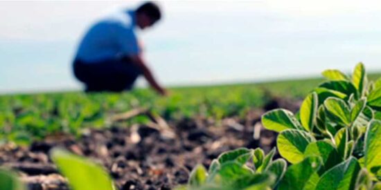 Agrónomos: La carrera con pleno empleo que no logra atraer estudiantes